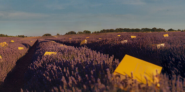 キャンペーン一覧｜ロクシタン公式通販