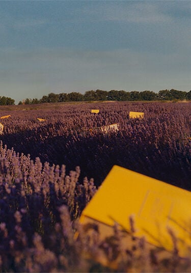 ラストチャンス｜公式通販限定｜ロクシタン公式通販