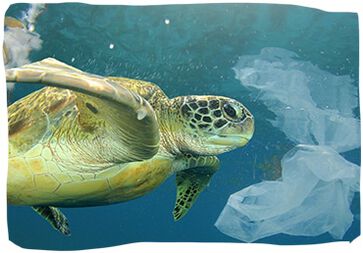 2050年までには、海には魚よりもプラスチックが多くなる可能性があります。