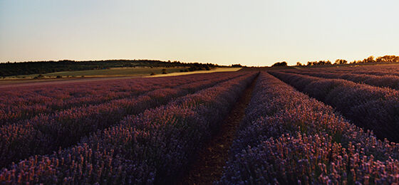 キャンペーン一覧｜ロクシタン公式通販