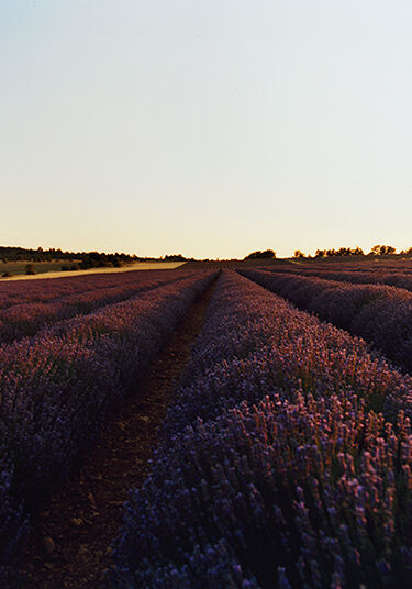 ラストチャンス｜公式通販限定｜ロクシタン公式通販