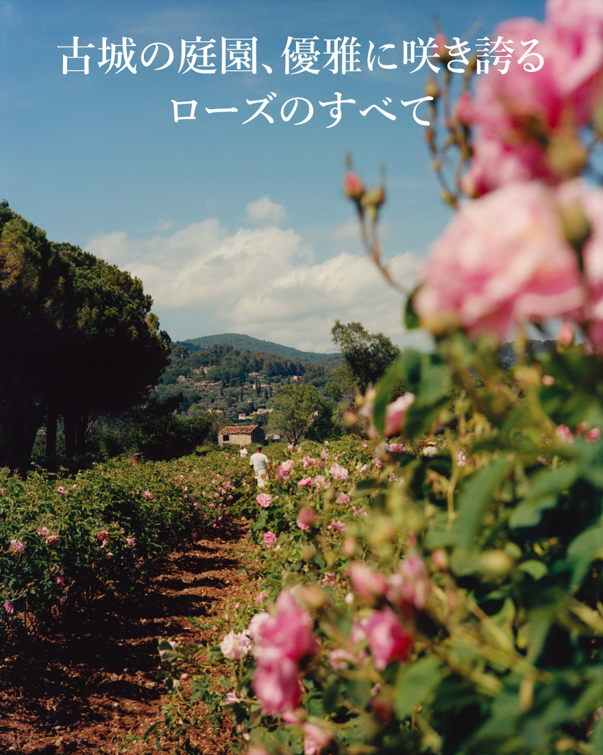 8件中3番目 カリテコンフォート シア ハンドクリーム（ローズ）【数量限定】, , JPRECT