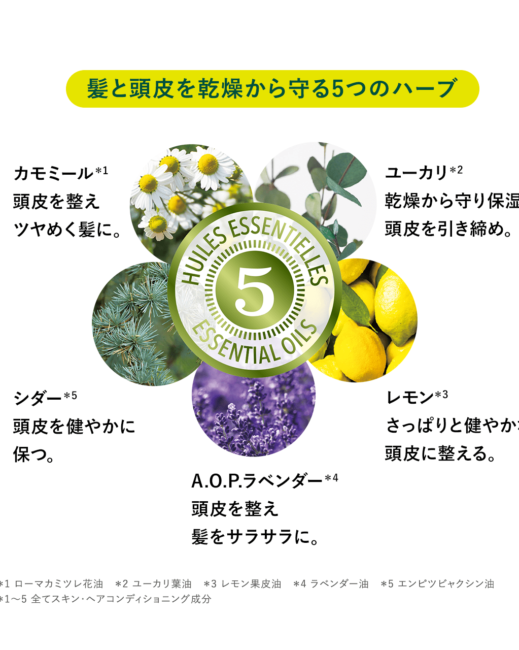 ロクシタンファイブハーブスモイスチャライジングシャンプーu0026コンディショナー500 数量限定モイスチャライジング｜ロクシタン公式通販