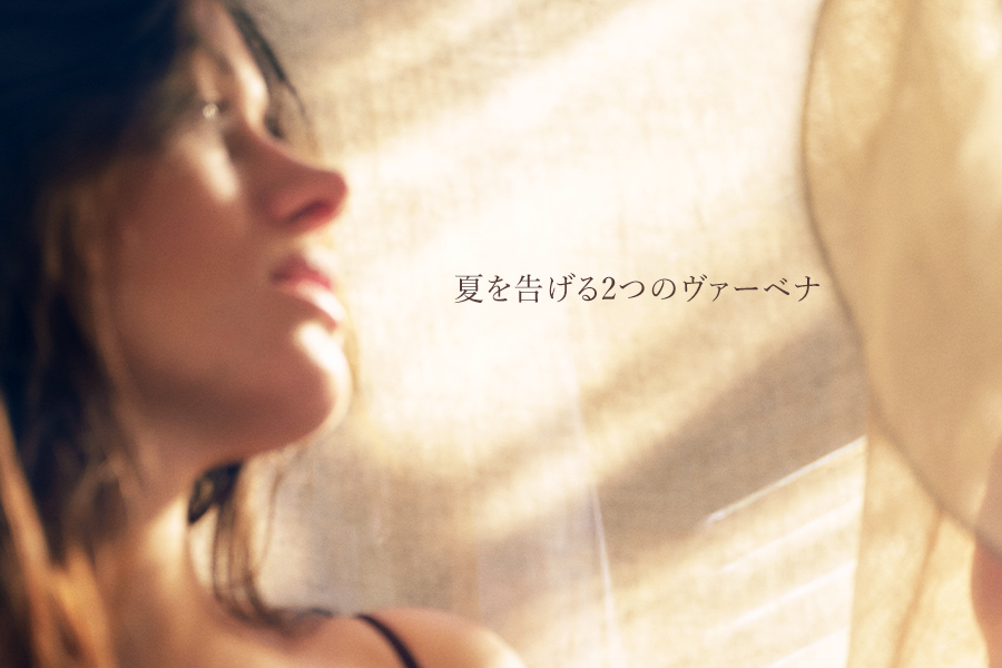 夏を告げる2つのヴァーベナ