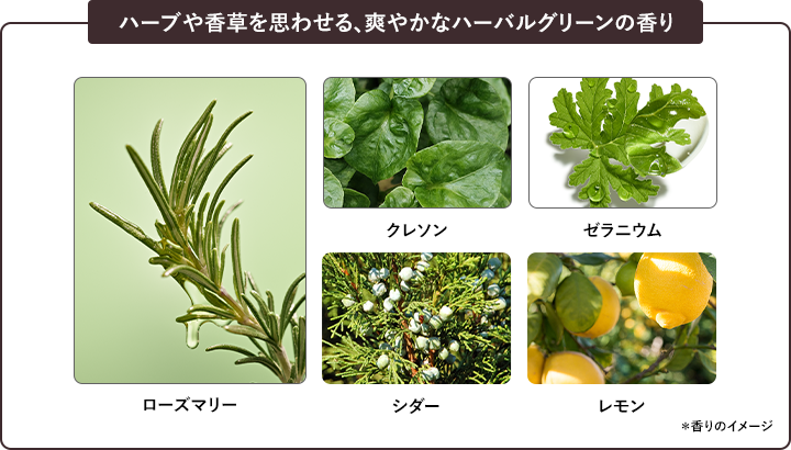 ハーブや香草を思わせる、爽やかなハーバルグリーンの香り