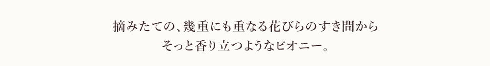 摘みたての、幾重にも重なる花びらのすき間からそっと香り立つようなピオニー。