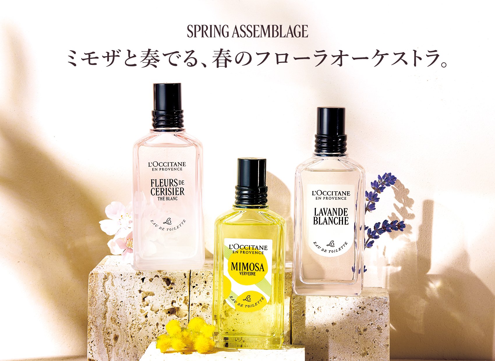 数量限定】ミモザ｜ロクシタン公式通販