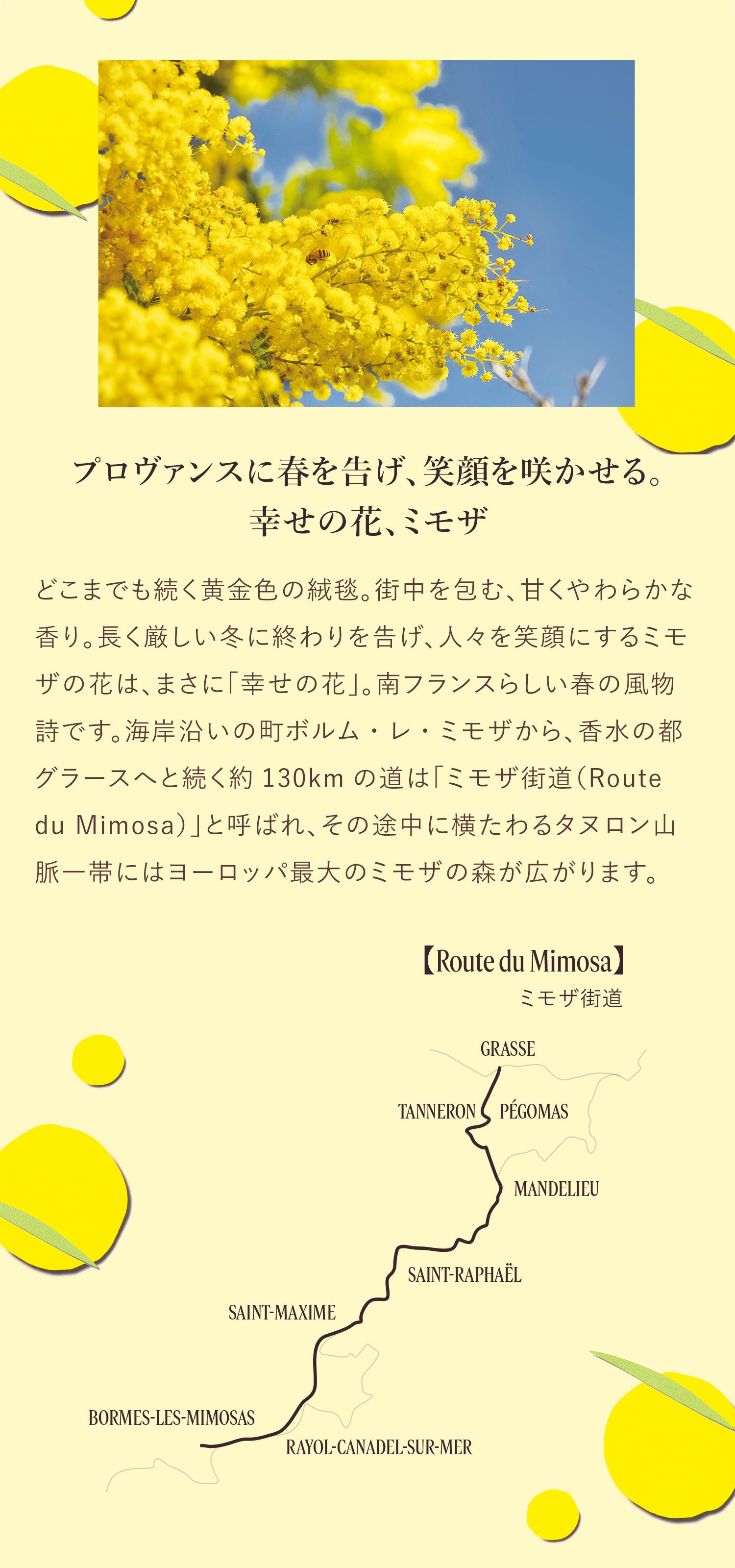 数量限定】ミモザ｜ロクシタン公式通販