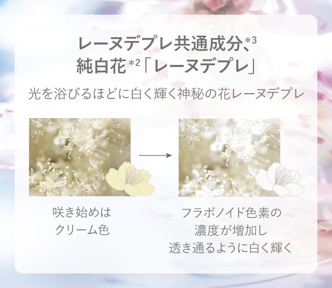 レーヌデプレ｜ロクシタン公式通販