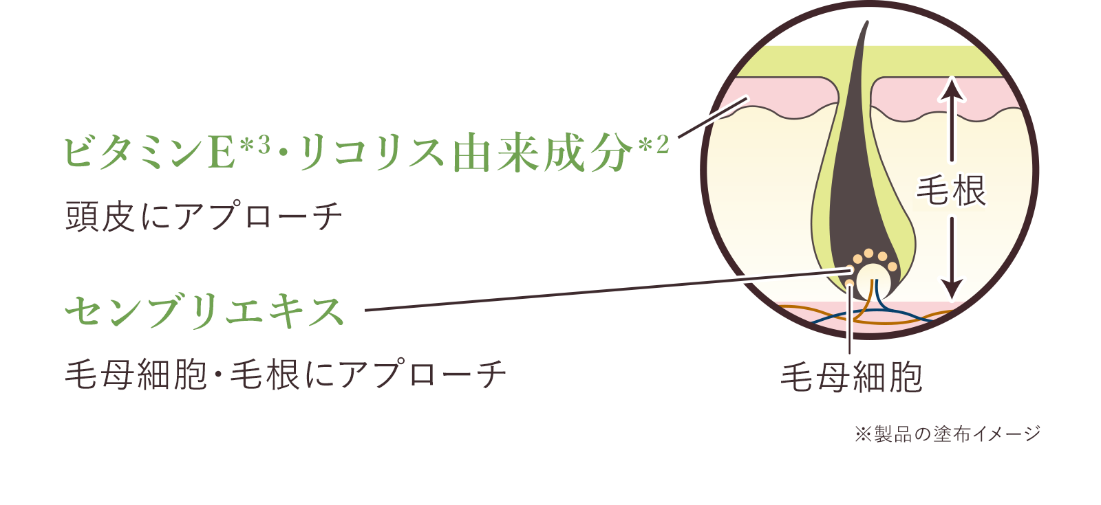 各成分が頭皮にアプローチする図