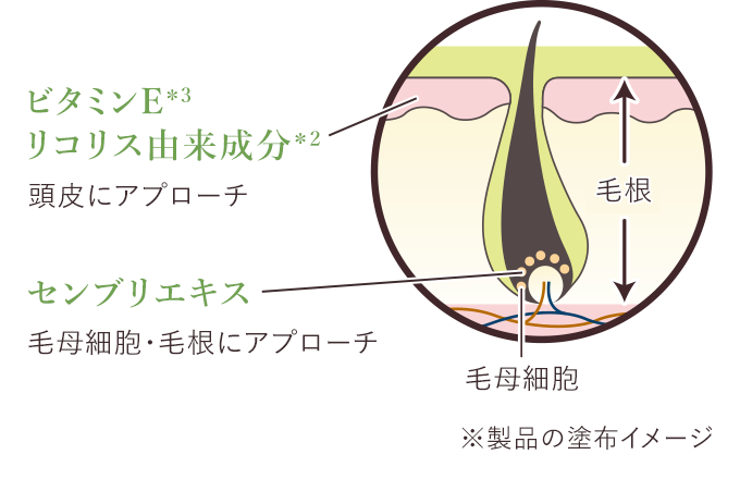 各成分が頭皮にアプローチする図