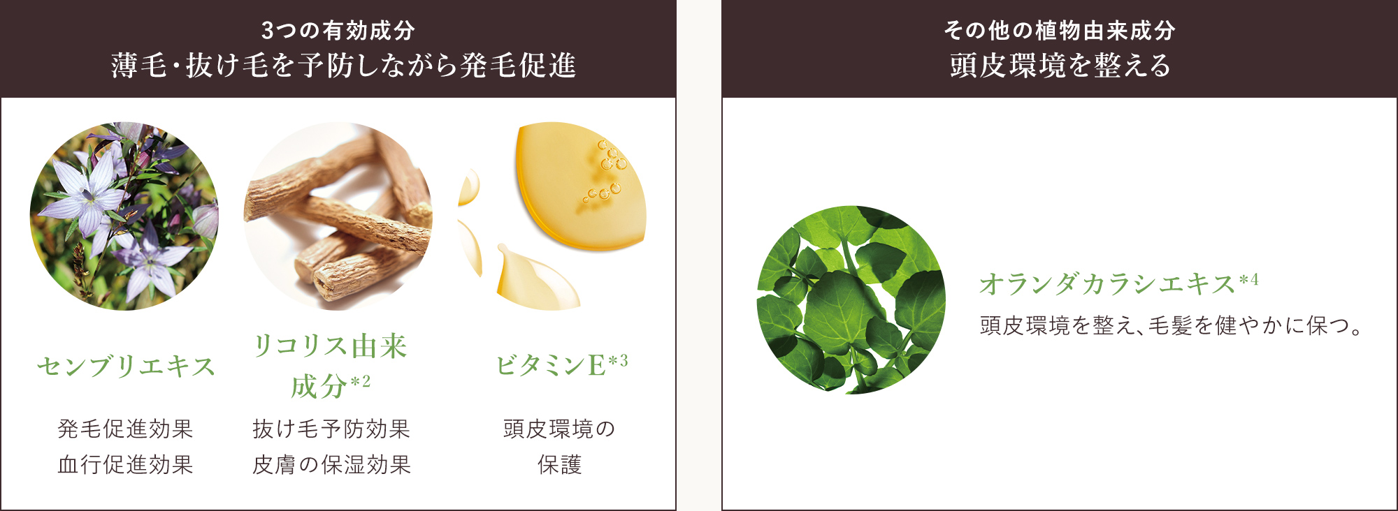 3つの有効成分・その他の植物由来成分の説明画像
