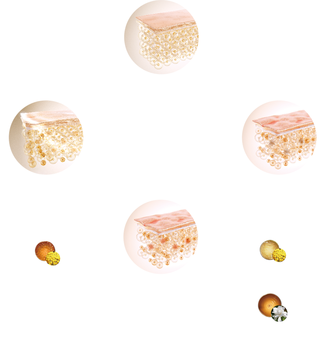 肌回復サイクル