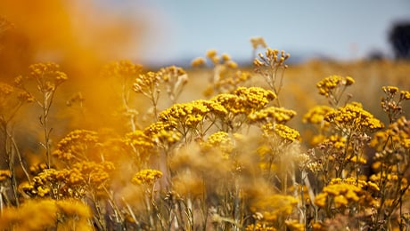 ほかの植物が育ちにくい、過酷な大地に咲く花の画像