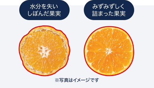 イモーテルディヴァイン｜ロクシタン公式通販